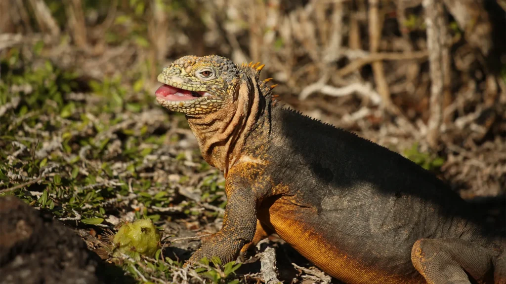 Tip Top 2 Galapagos Adventure