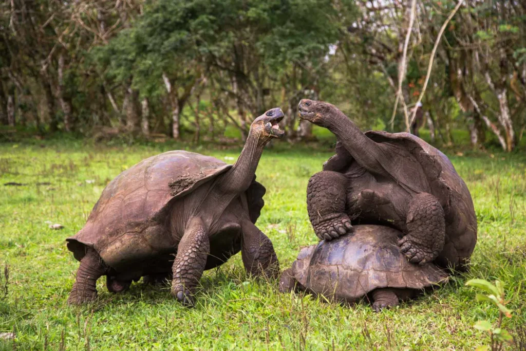 Tribute Galapagos Yacht Activities