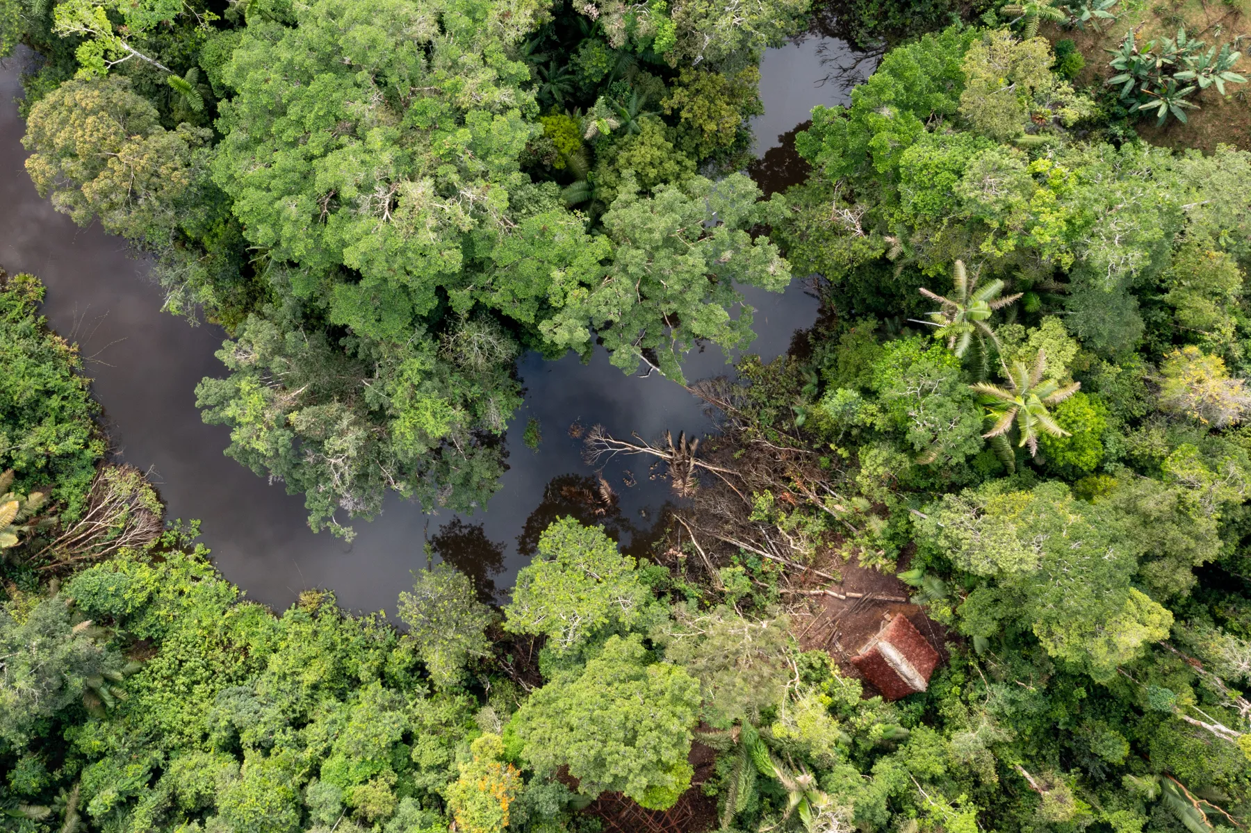 Camping in Amazon Rainforest